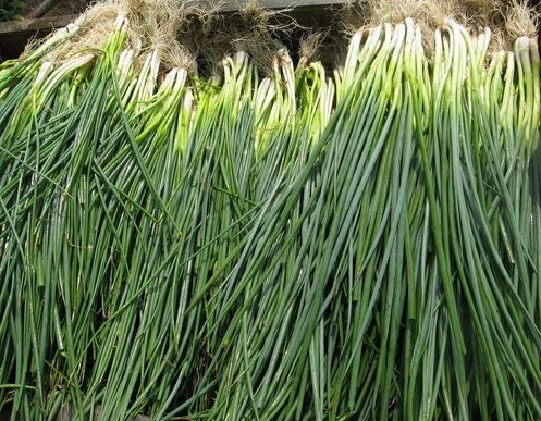 如何利用保鮮冷庫對大蔥進行正確儲藏？